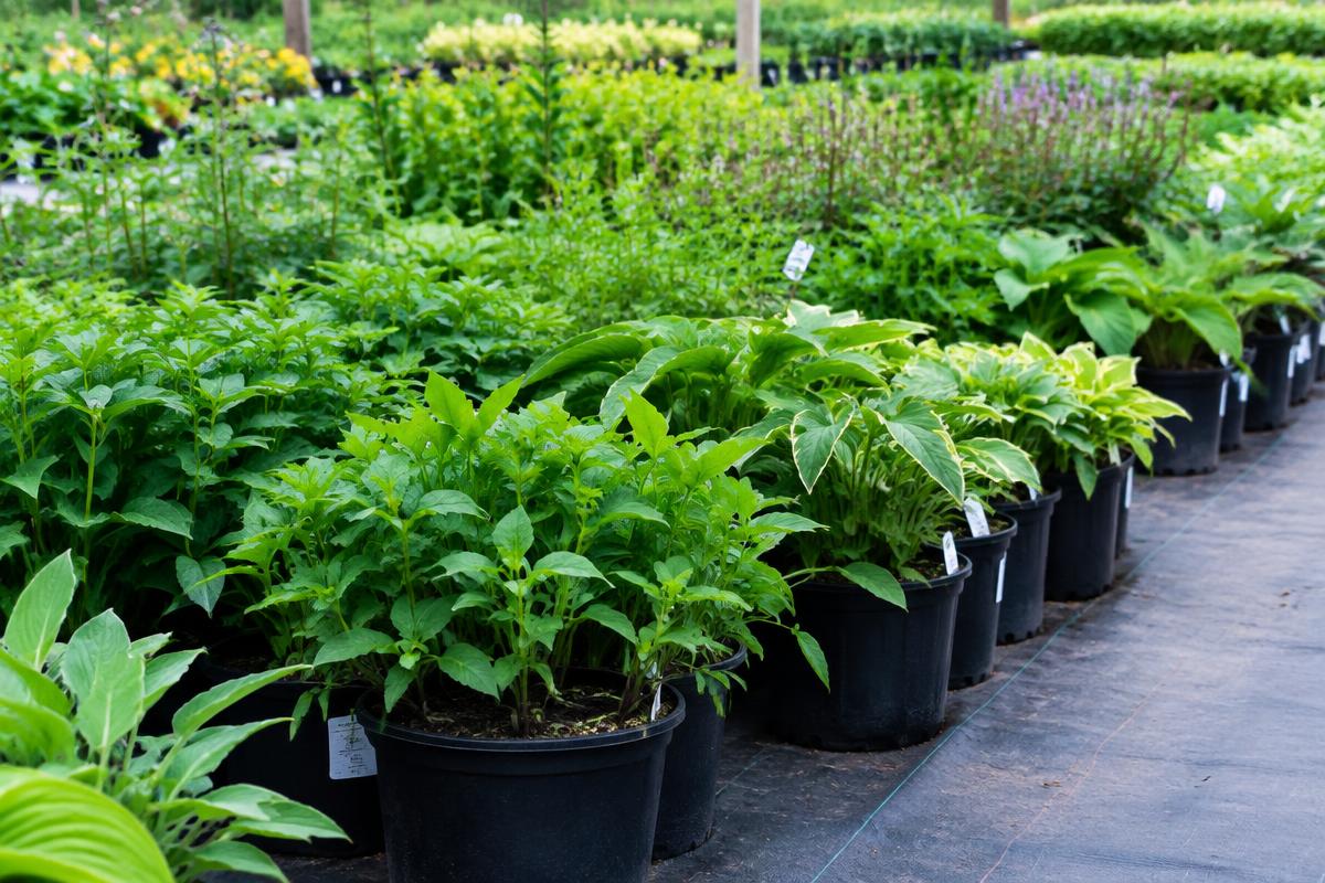 Plants de vivaces en pots dans une pépinière